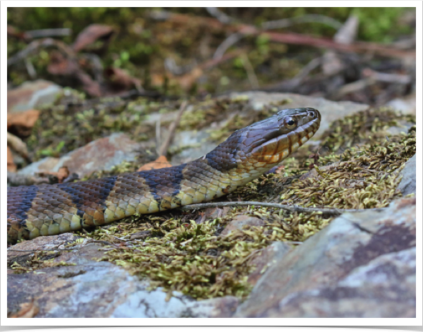 Southern Banded Watersnake